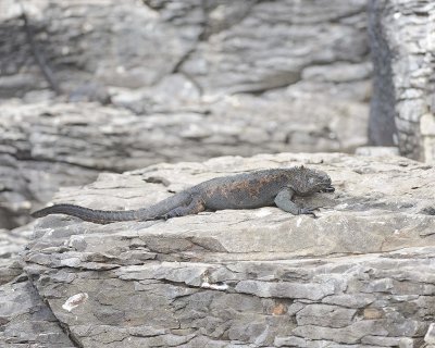 Iguana, Marine-052517- Gardner Bay, Espanola Island-#0475.jpg
