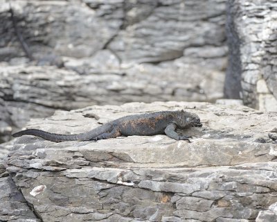 Iguana, Marine-052517- Gardner Bay, Espanola Island-#0480.jpg