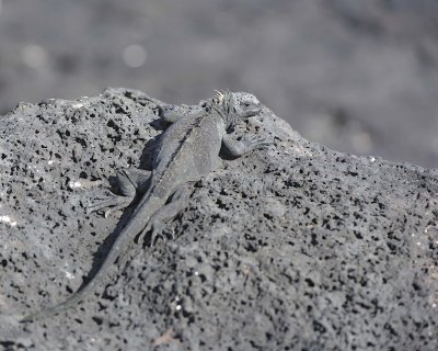 Iguana, Marine-052817-Santiago Island-#0066.jpg