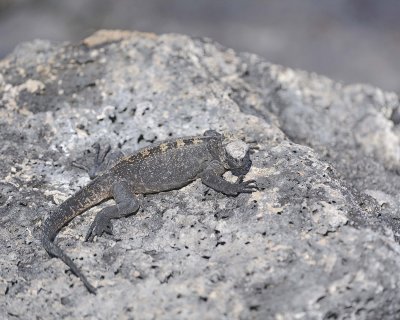 Iguana, Marine-052817-Santiago Island-#0082.jpg