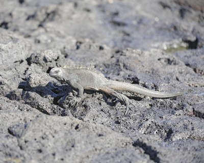 Iguana, Marine-052817-Santiago Island-#0104.jpg