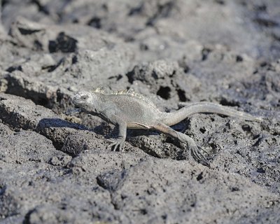 Iguana, Marine-052817-Santiago Island-#0105.jpg