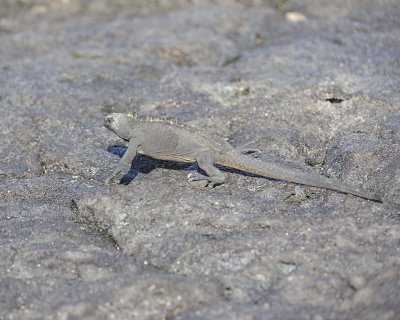 Iguana, Marine-052817-Santiago Island-#0109.jpg