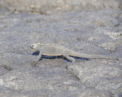 Iguana, Marine-052817-Santiago Island-#0110.jpg