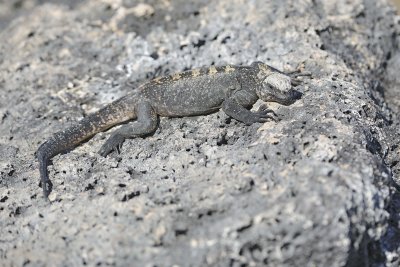 Iguana, Marine-052817-Santiago Island-#0111.jpg