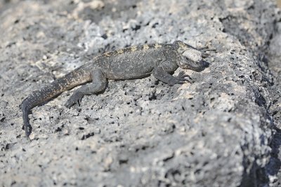 Iguana, Marine-052817-Santiago Island-#0112.jpg