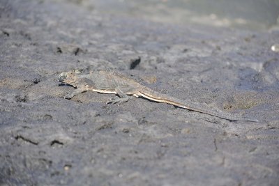 Iguana, Marine-052817-Santiago Island-#0131.jpg
