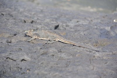 Iguana, Marine-052817-Santiago Island-#0134.jpg