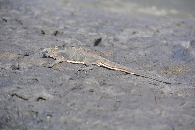 Iguana, Marine-052817-Santiago Island-#0135.jpg