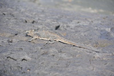 Iguana, Marine-052817-Santiago Island-#0138.jpg
