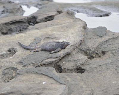 Iguana, Marine-052917-Santiago Island-#0010.jpg
