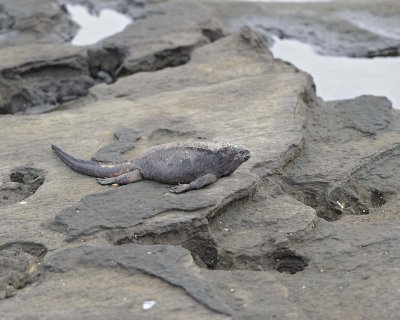 Iguana, Marine-052917-Santiago Island-#0015.jpg