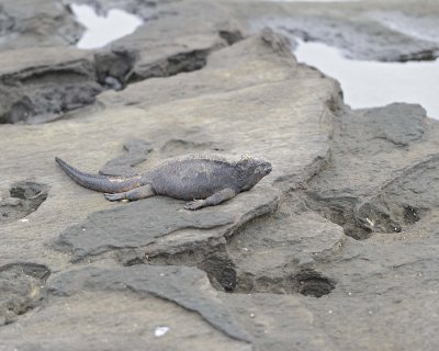 Iguana, Marine-052917-Santiago Island-#0016.jpg