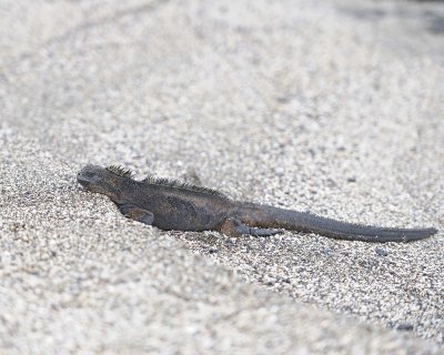 Iguana, Marine-052917-Santiago Island-#0083.jpg
