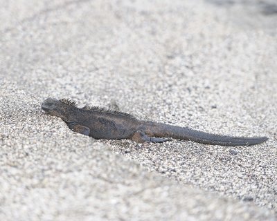 Iguana, Marine-052917-Santiago Island-#0084.jpg