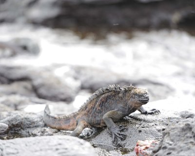 Iguana, Marine-052917-Santiago Island-#0147.jpg