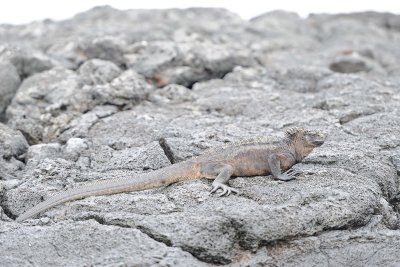 Iguana, Marine-052917-Santiago Island-#0150.jpg