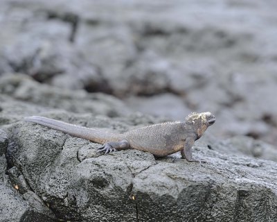 Iguana, Marine-052917-Santiago Island-#0368.jpg