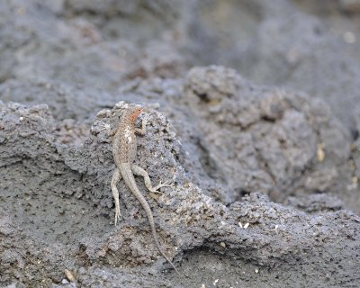 Lizard, Lava-051917-Isabela Island-#0370.jpg