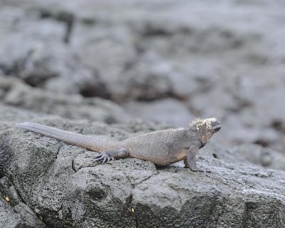 Iguana, Marine-052917-Santiago Island-#0369.jpg