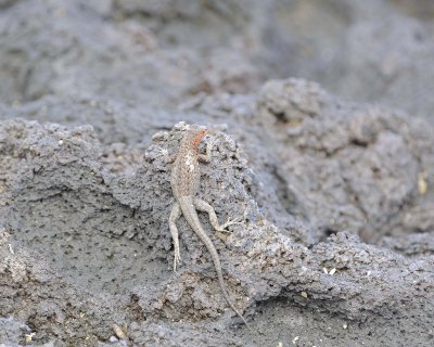 Lizard, Lava-051917-Isabela Island-#0372.jpg