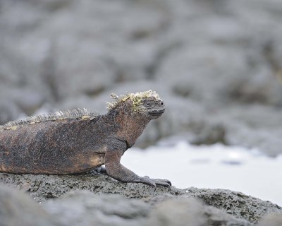 Iguana, Marine-052917-Santiago Island-#0372.jpg