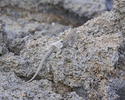 Lizard, Lava-051917-Isabela Island-#0379.jpg