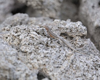 Lizard, Lava-051917-Isabela Island-#0558.jpg