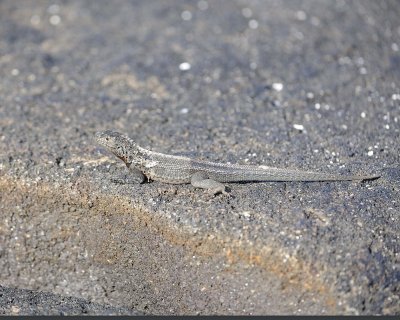 Lizard, Lava-052017-Fernandina Island-#0348.jpg