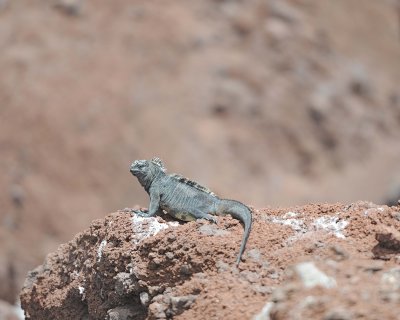 Iguana, Marine-052917-Santiago Island-#0968.jpg