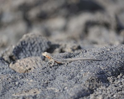 Lizard, Lava-052017-Fernandina Island-#0352.jpg