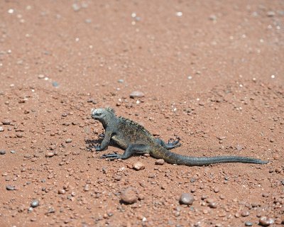 Iguana,Marine-052917-Santiago Island-#0873.jpg