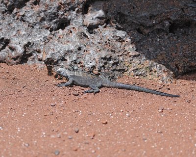 Iguana,Marine-052917-Santiago Island-#0886.jpg