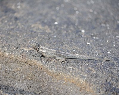 Lizard, Lava-052017-Fernandina Island-#0357.jpg