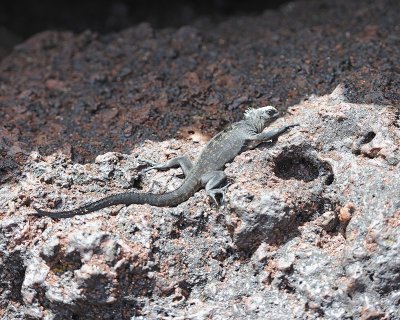 Iguana,Marine-052917-Santiago Island-#0889.jpg