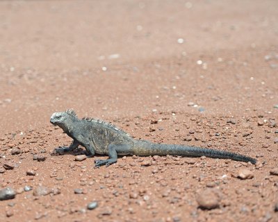 Iguana,Marine-052917-Santiago Island-#0911.jpg