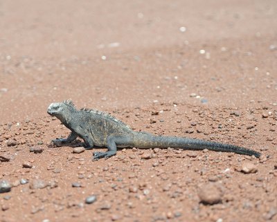 Iguana,Marine-052917-Santiago Island-#0913.jpg