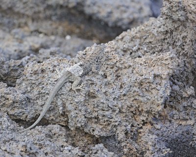Lizard,Lava-051917-Isabela Island-#0379.jpg