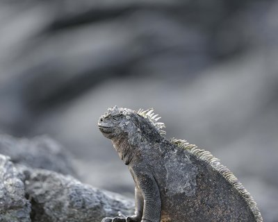 Iguanaa, Marine-052017-Fernandina Island-#0004.jpg