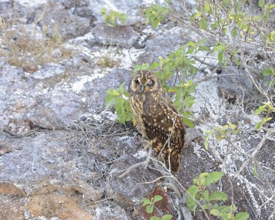 Owl, Short Eared-051717-Darwin Bay, Genovesa Island-#0658.jpg