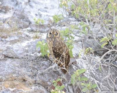 Owl, Short Eared-051717-Darwin Bay, Genovesa Island-#0661.jpg