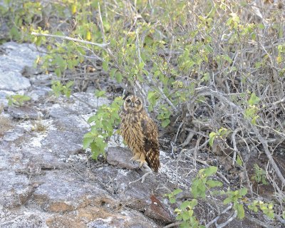 Owl, Short Eared-051717-Darwin Bay, Genovesa Island-#0665.jpg