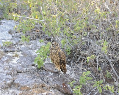 Owl, Short Eared-051717-Darwin Bay, Genovesa Island-#0666.jpg