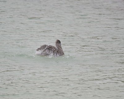 Pelican, Brown, taking bath-052717-Santa Fe Island-#0009.jpg