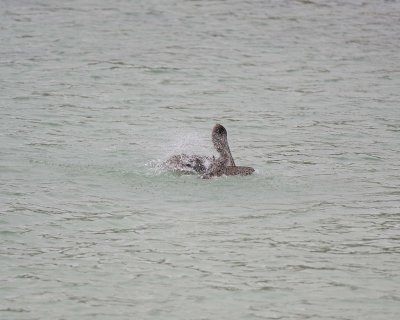 Pelican, Brown, taking bath-052717-Santa Fe Island-#0010.jpg