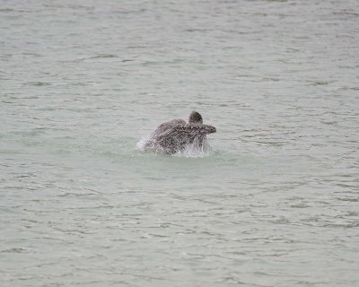 Pelican, Brown, taking bath-052717-Santa Fe Island-#0011.jpg