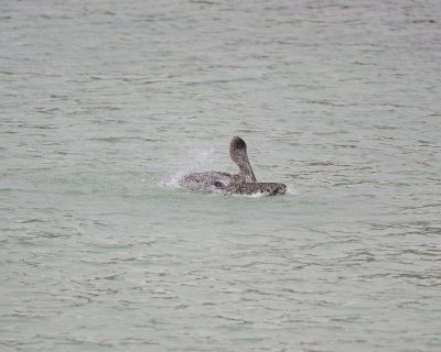 Pelican, Brown, taking bath-052717-Santa Fe Island-#0012.jpg