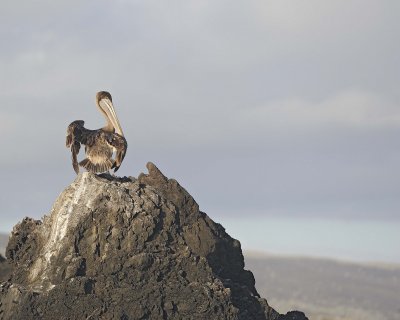 Pelican, Brown-051917-Isabela Island-#0078.jpg