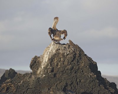Pelican, Brown-051917-Isabela Island-#0079.jpg