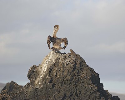 Pelican, Brown-051917-Isabela Island-#0084.jpg